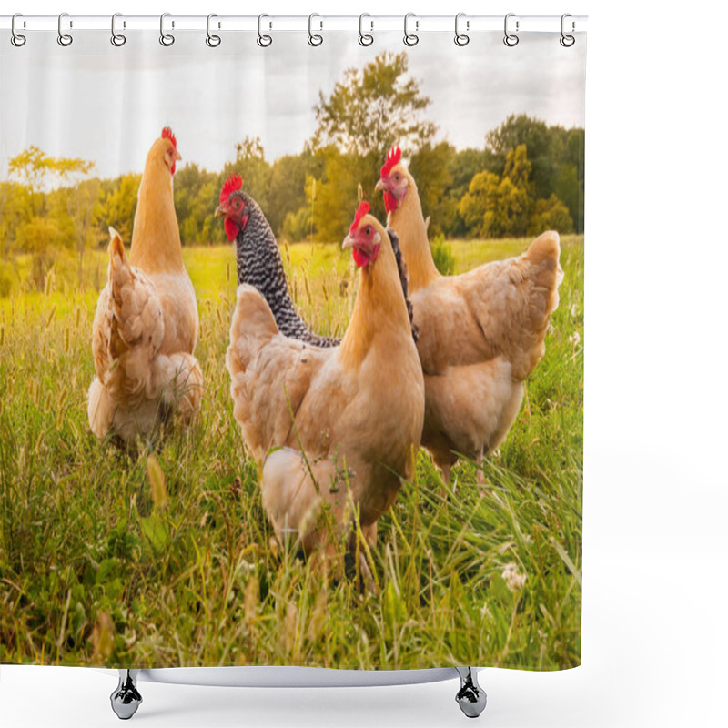 Personality  Some Foraging Chickens Shower Curtains