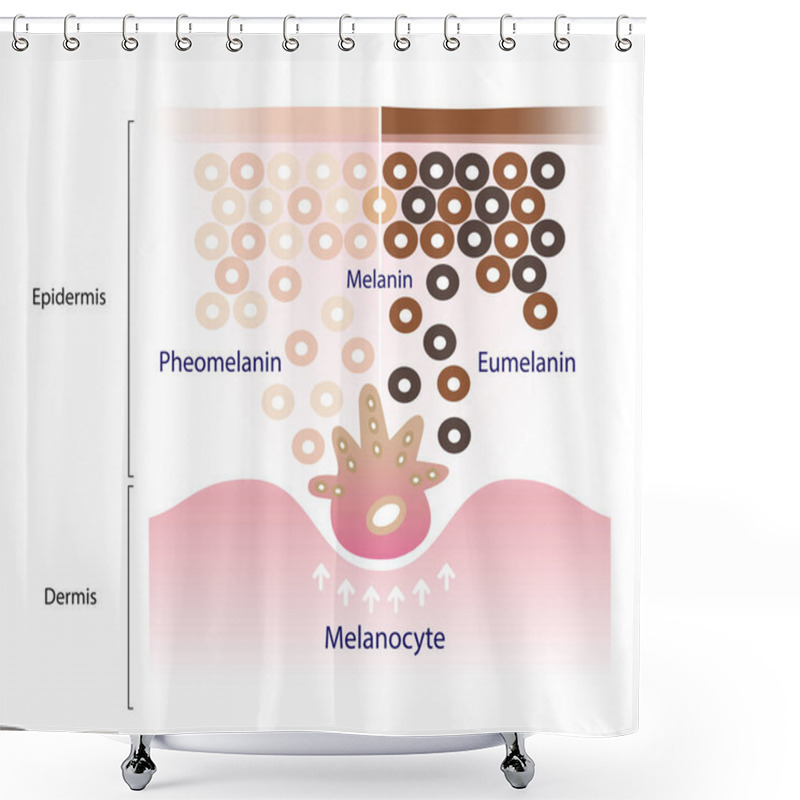 Personality  The Mechanism Of Skin Pigmentation Vector Isolated On White Background. Comparison Of Two Main Types Of Melanin, Eumelanin And Pheomelanin Are Produced By Melanocytes In The Epidermal Layer Of The Skin. Shower Curtains