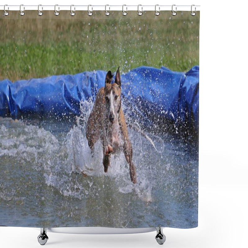 Personality  Funny Galgo Is Jumping In The Pool Shower Curtains