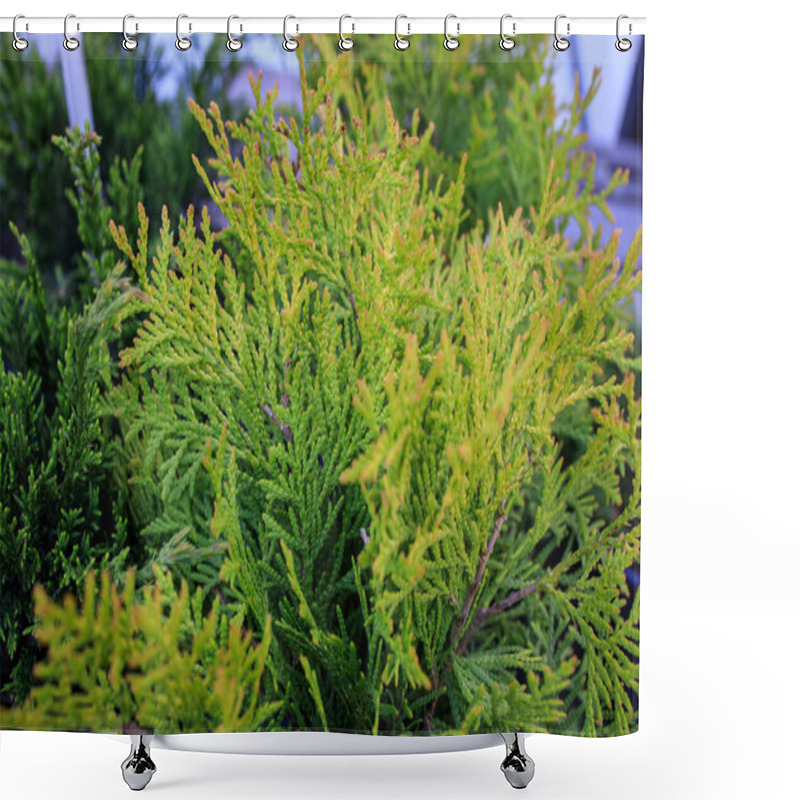 Personality  Thuja Occidentalis, Also Known As Northern White Cedar, Eastern White Cedar, Or Arborvitae, Is An Evergreen Coniferous Tree, In The Cypress Family Cupressaceae. Golden Globe Shower Curtains