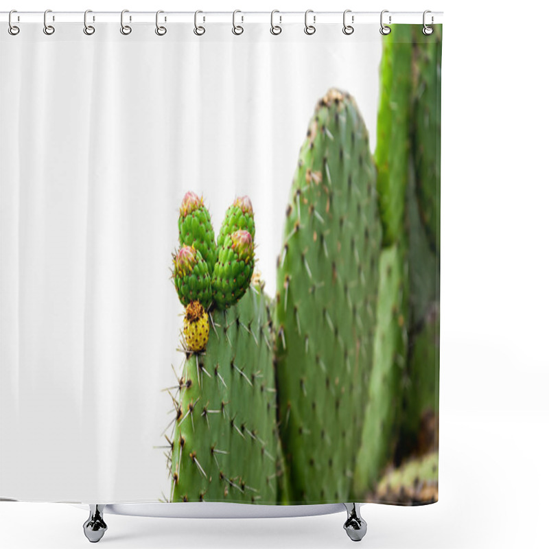 Personality  Prickly Pear Cactus Isolated On White Background Shower Curtains