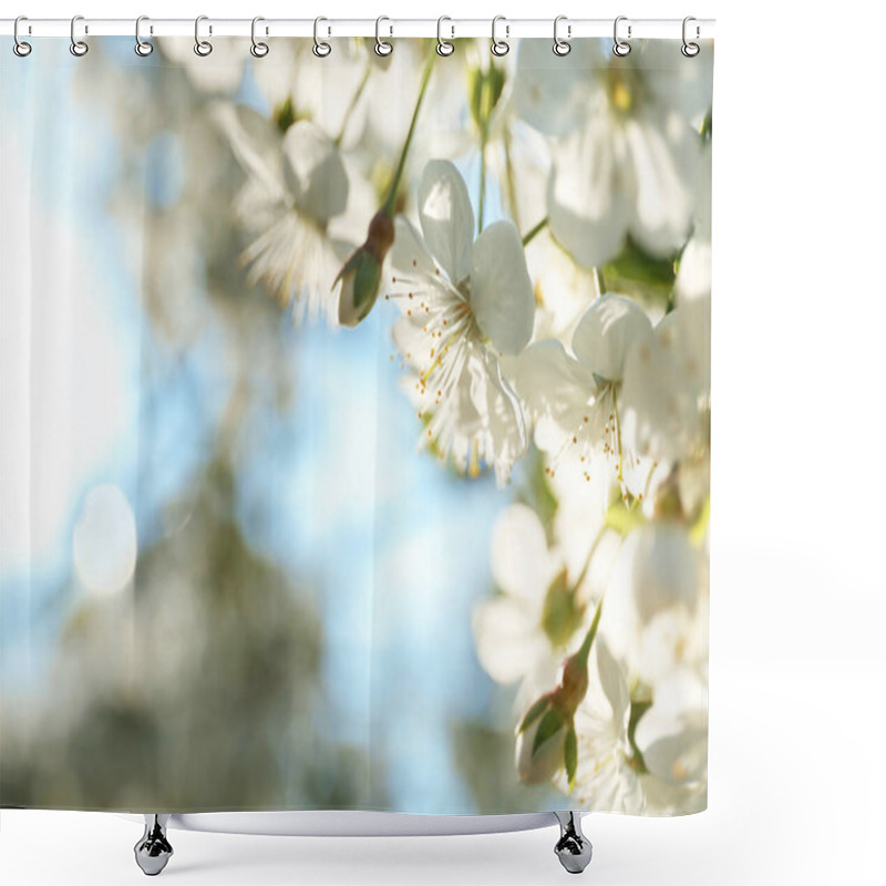 Personality  Blossoming Cherry Tree, Closeup Shower Curtains