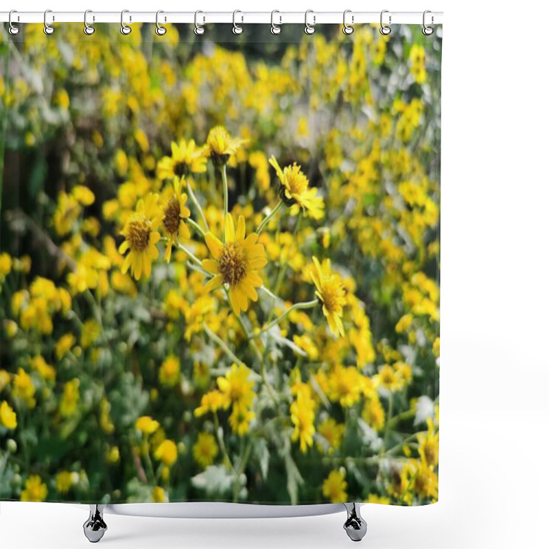 Personality  Mini Yellow Chrysanthemum Flowers Beside The Pond,swaying In The Wind. Blurred Background With Yellow Chrysanthemum Flower. Shower Curtains