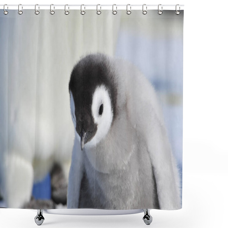 Personality  Emperor Penguin Chicks In Antarctica Shower Curtains