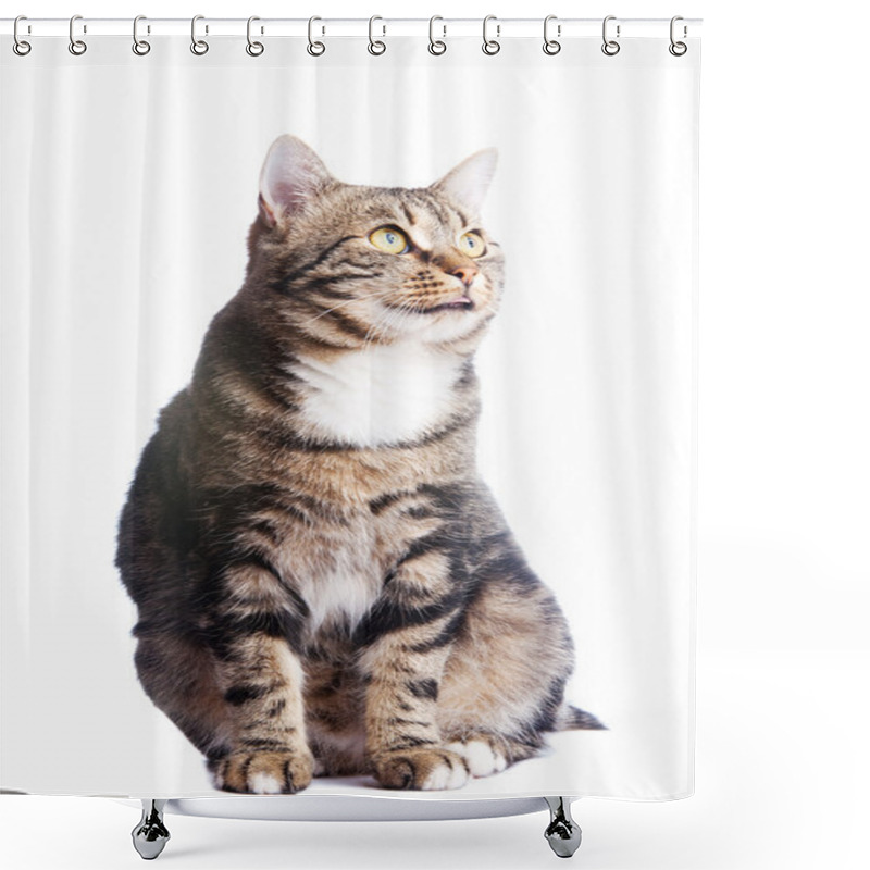 Personality  European Cat In Front On A White Background With Tongue Out Shower Curtains