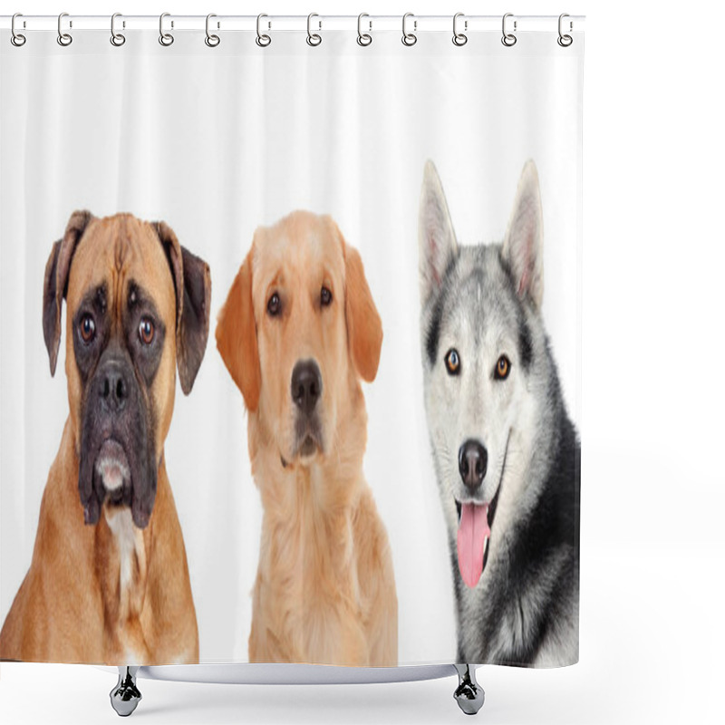 Personality  Three Different Adult Dogs Shower Curtains