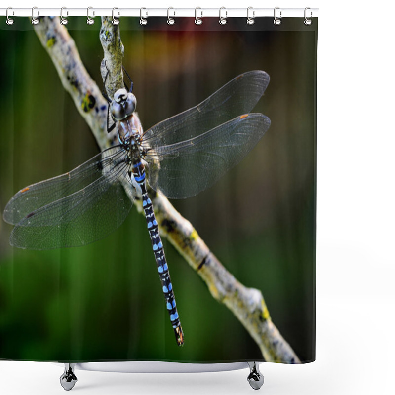 Personality  Dragonfly Shower Curtains