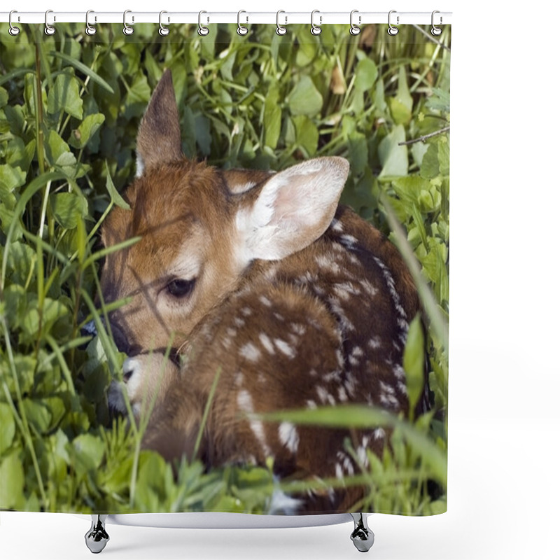 Personality  Whitetail Deer Fawn Shower Curtains