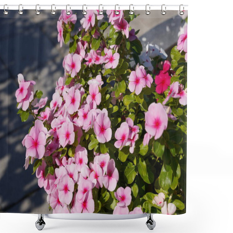 Personality  Phlox Flower, Pink Colour Of Cape Periwinkle Flowers. Polemoniaceae Family. Shower Curtains