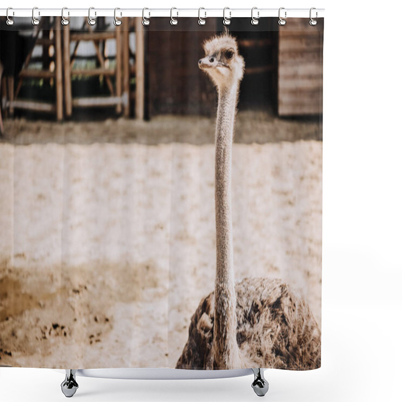 Personality  Close Up Shot Of Ostrich Standing In Corral Under Sunlight At Zoo Shower Curtains