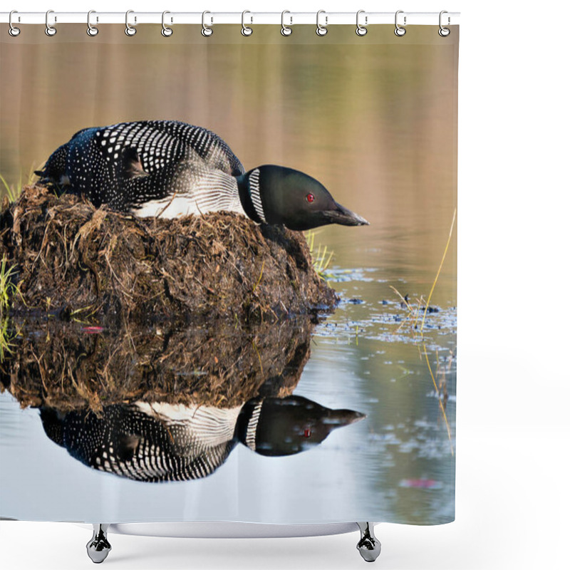 Personality  Loon Nesting On Its Nest With Marsh Grasses, Mud And Water By The Lake Shore In Its Environment And Habitat Displaying Red Eye, Black And White Feather Plumage, Greenish Neck With Body Reflection. Loon Nest Image. Loon In Wetland. Loon On Lake. Shower Curtains