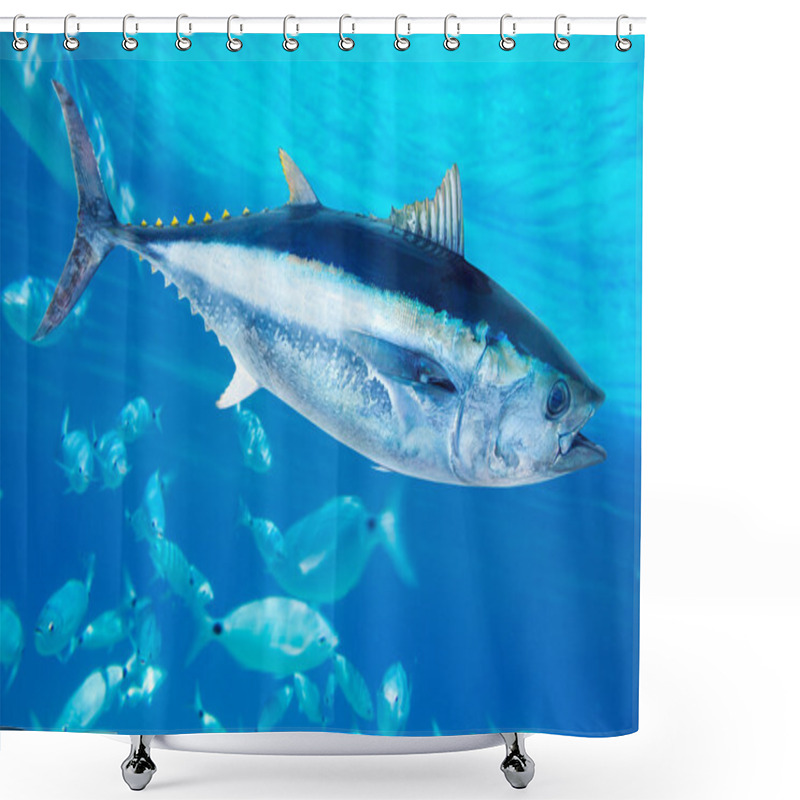 Personality  Bluefin Tuna Thunnus Thynnus Saltwater Fish Shower Curtains