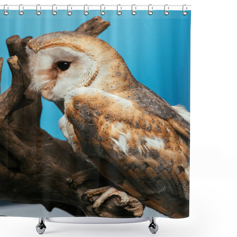 Personality  Fluffy Wild Barn Owl Sitting On Wooden Branch Isolated On Blue Shower Curtains