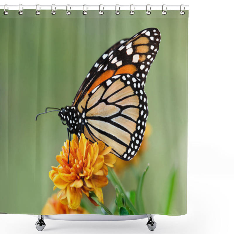 Personality  Migrating Monarch Butterfly Shower Curtains