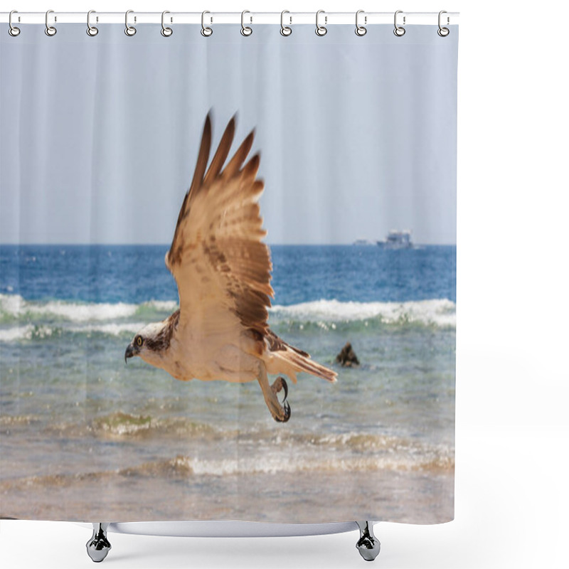 Personality  Pandion Haliaetus - Osprey Flies Over The Sea. The Head And Claws Are Visible. Wild Photo. Shower Curtains