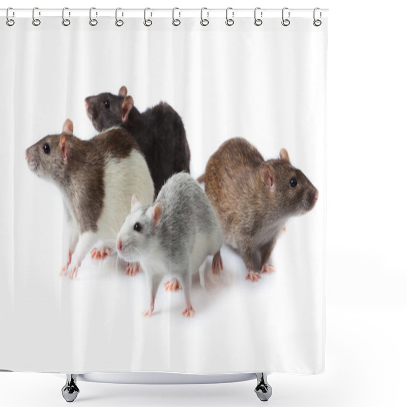 Personality  Rats Isolated Shower Curtains