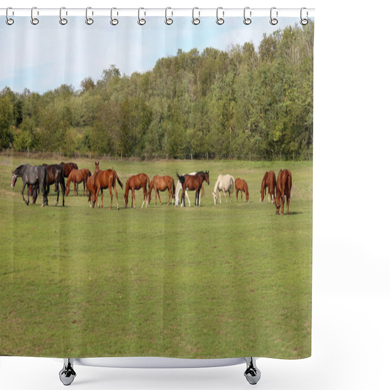 Personality  Young Chestnut Mares And Foals Eating Fresh Green Grass On The Pasture Shower Curtains