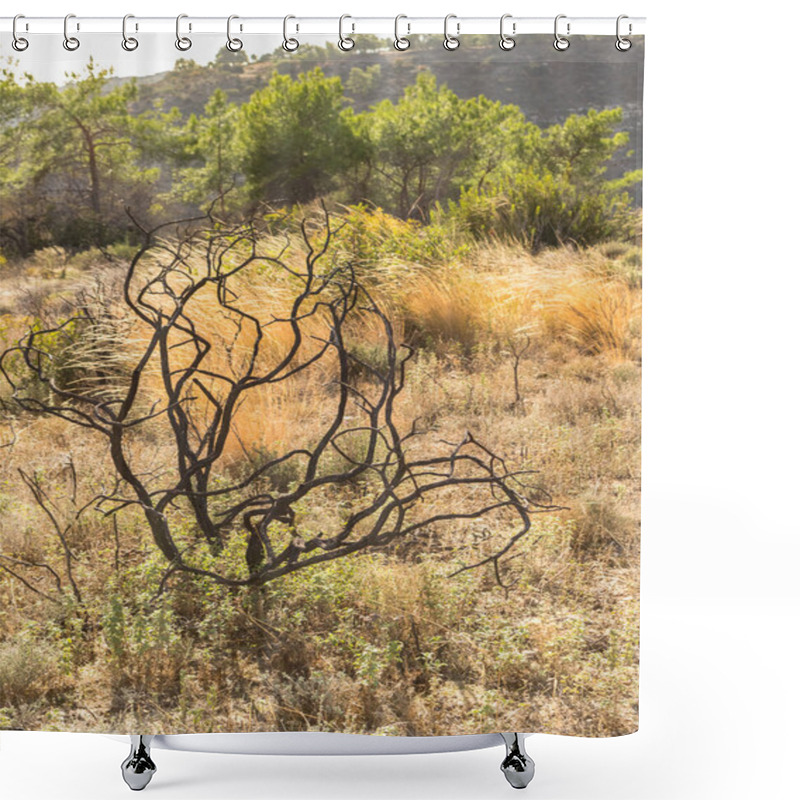 Personality  Powerful Image Of A Scorched Tree After A Forest Fire In The Cyprus Mountains, Highlighting The Devastating Impact Of Natural Disasters Shower Curtains