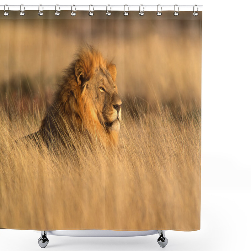 Personality  Big Male African Lion Shower Curtains