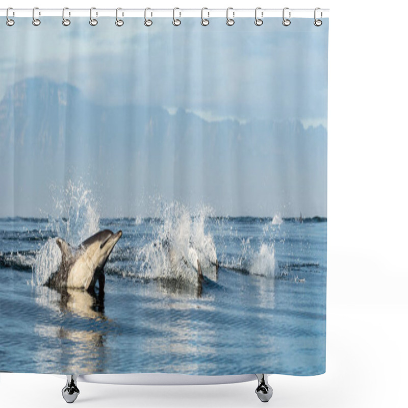 Personality  Dolphins Swimming And Jumping Out Of Water. The Long-beaked Common Dolphins. Scientific Name: Delphinus Capensis. False Bay. South Africa. Shower Curtains