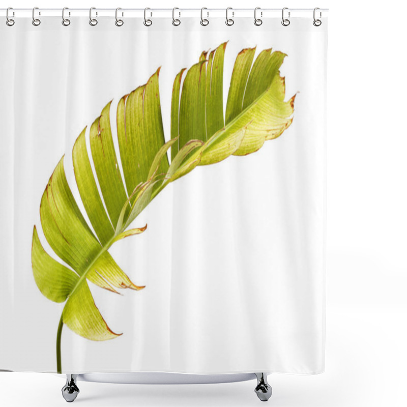 Personality  Heliconia Chartacea Leaves,Tropical Leaf, Bird Of Paradise Foliage Isolated On White Background, With Clipping Path    Shower Curtains