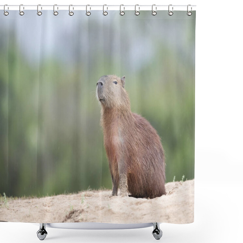 Personality  Close Up Of A Capybara Against Clear Background On A River Bank, South Pantanal, Brazil. Shower Curtains