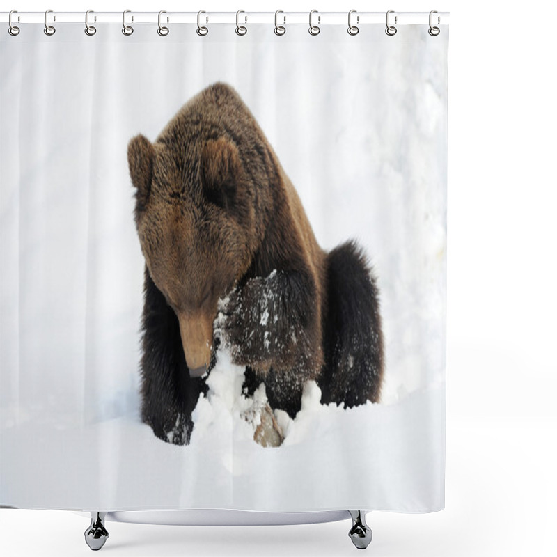 Personality  Bear In Winter Shower Curtains