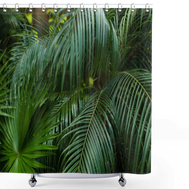 Personality  Exotic Tropical Foliage In Reainforests. Shower Curtains