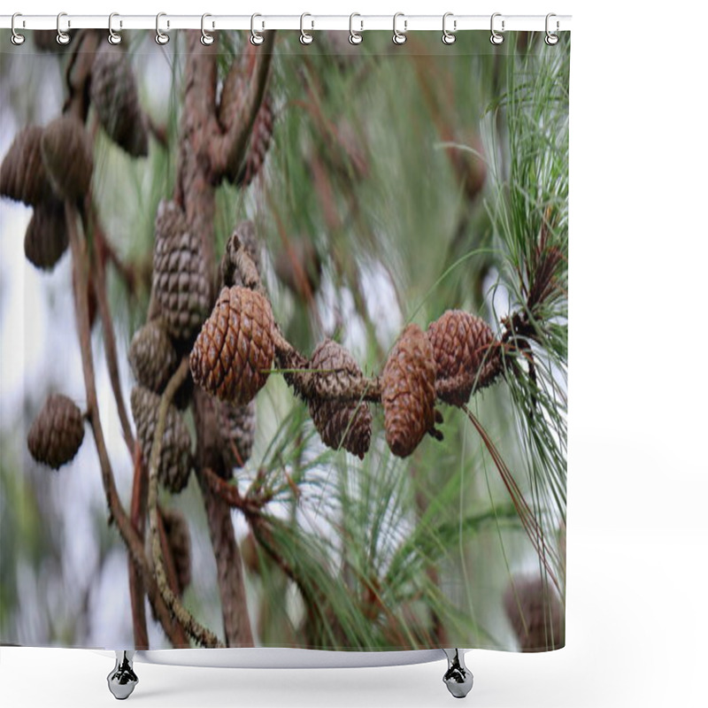 Personality  Close Up On The Pinecones Of A Pinus Tabulaeformis Carr, Pine Cones In A Pine Tree Shower Curtains