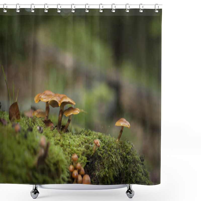 Personality  Family Of Mushroom Growing On The Forest Moss  Shower Curtains