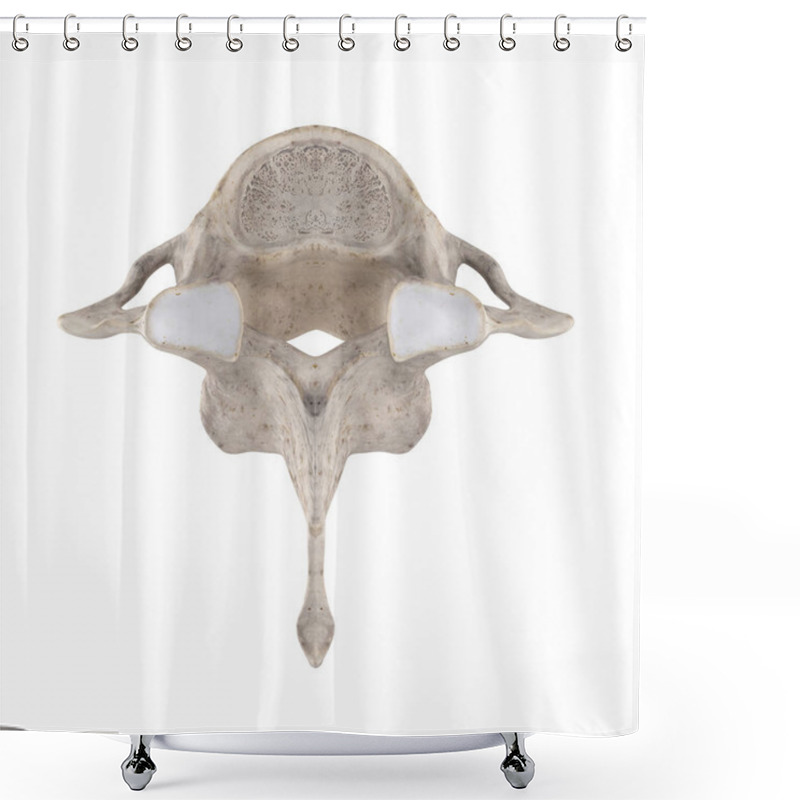 Personality  C7 Cervical Vertebra Isolated On White Top Superior View Shower Curtains