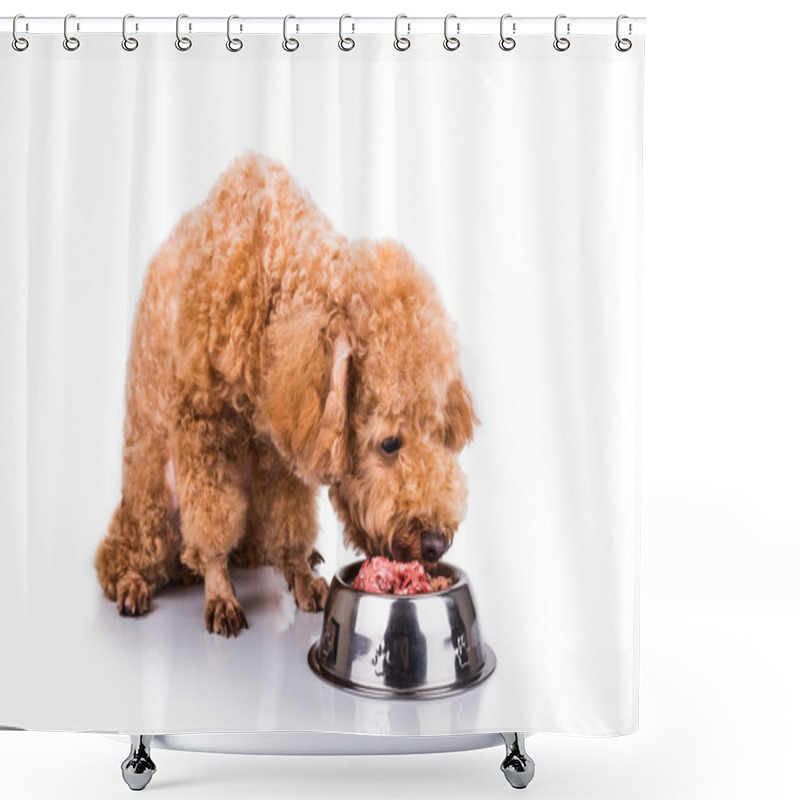 Personality  Poodle Dog Enjoying Her Nutritious And Delicious Raw Meat Meal Shower Curtains