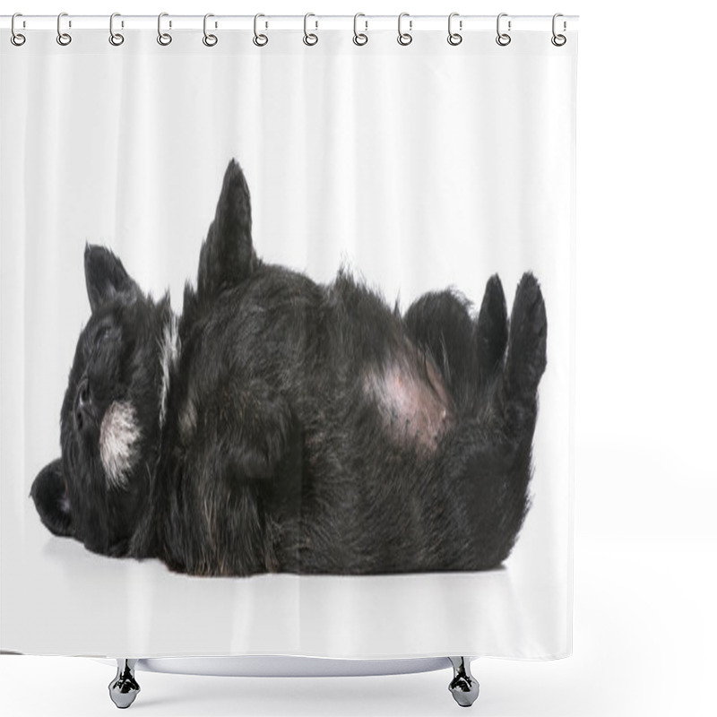 Personality  Puppy Laying Upside Down On Back Shower Curtains