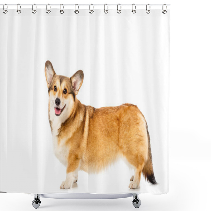 Personality  Welsh Corgi Pembroke Standing And Looking At Camera Isolated On White Background  Shower Curtains