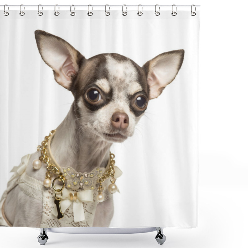 Personality  Close-up Of A Dressed Up Chihuahua With Fancy Collar, Isolated O Shower Curtains