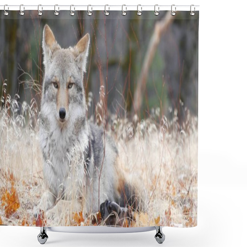 Personality  Wild Furry Wolf, Gray Coyote Or Grey Coywolf, Autumn Forest Glade, Yosemite National Park Wildlife, California Fauna, USA. Portrait Of Hybrid Dog Like Animal Lying Down On Grass. Face, Head And Eyes. Shower Curtains