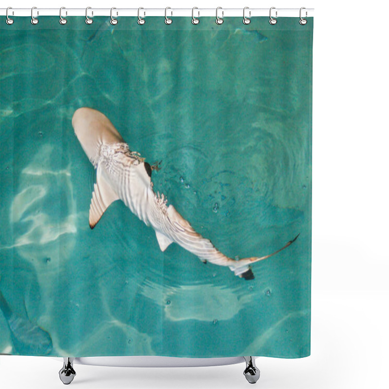 Personality  Marine Life, Shark Fish  Shower Curtains