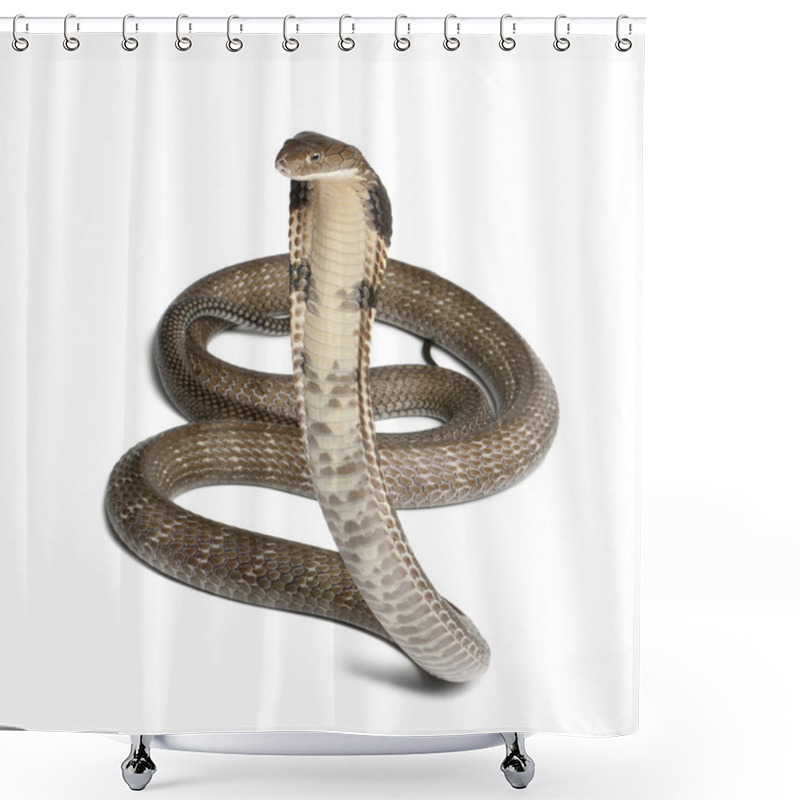 Personality  King cobra - Ophiophagus hannah, poisonous, white background shower curtains