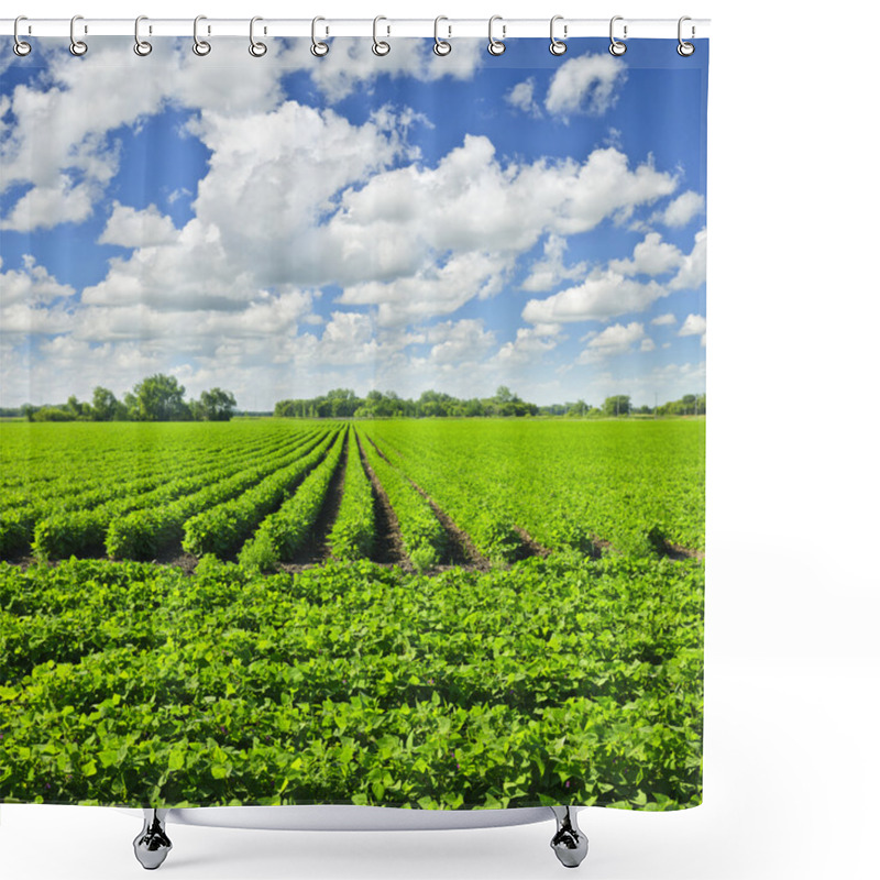 Personality  Rows Of Soy Plants In A Field Shower Curtains