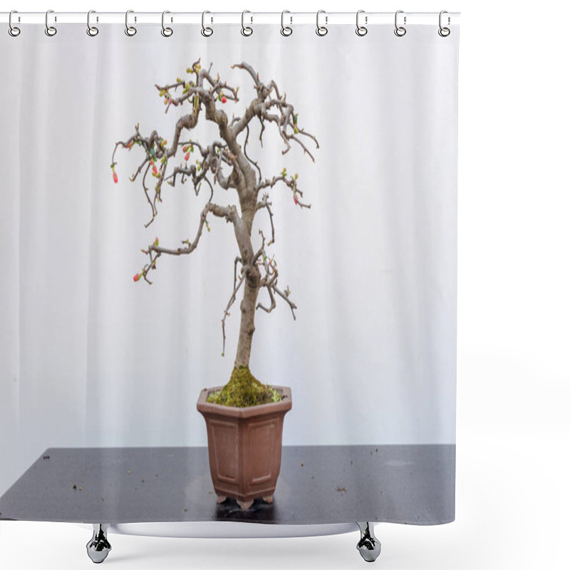 Personality  Chaenomeles Bonsai Tree Againt White Wall Shower Curtains