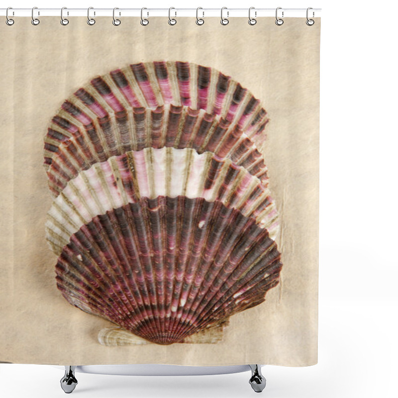 Personality  Four Stacked Scallop Shells. Shower Curtains