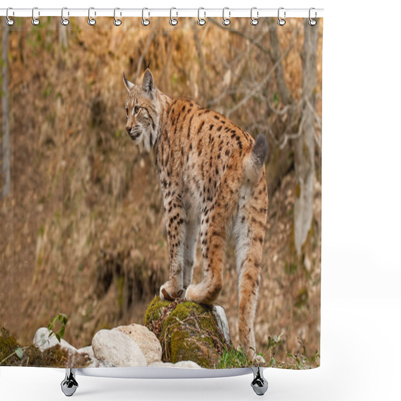 Personality  Eursian Lynx Standing On A Rock In Autmn Forest With Blurred Background. Shower Curtains