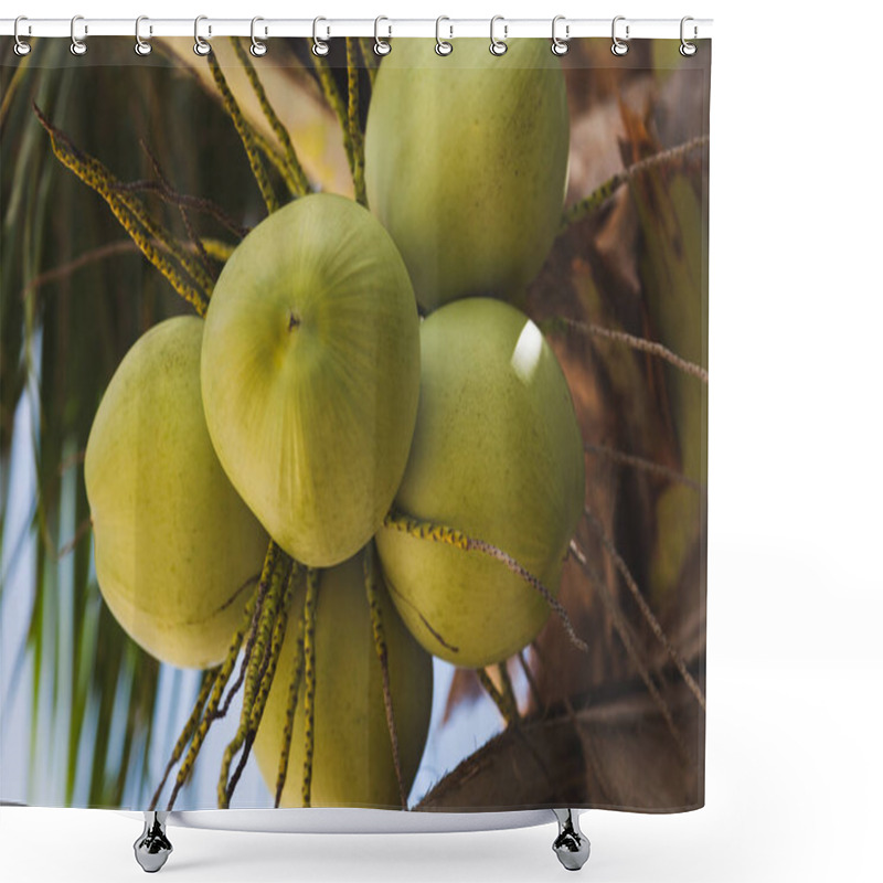 Personality  Close-up Shot Of Branch Of Fresh Green Coconuts Growing On Palm Tree Shower Curtains