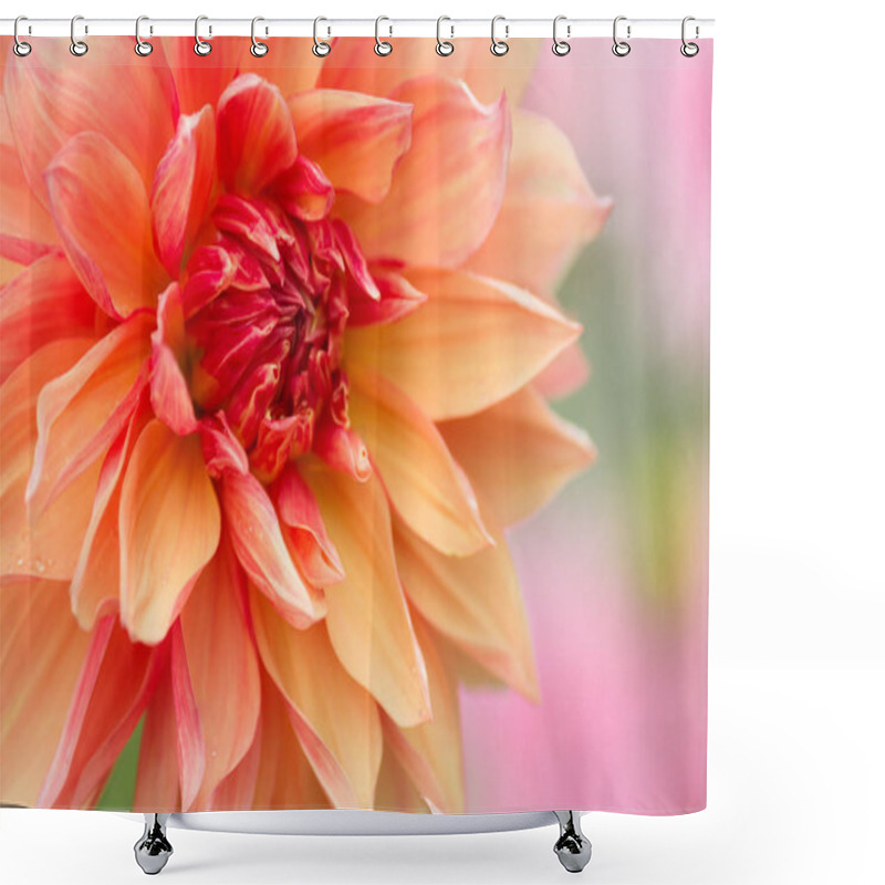 Personality  Beautiful Dahlia Flower. Shower Curtains