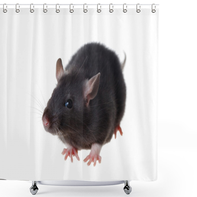 Personality  Young Rat Shower Curtains