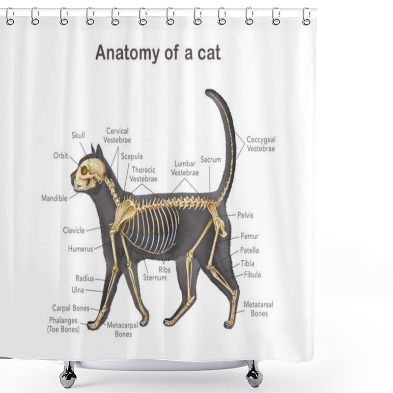 Personality  Cat Skeleton With Body Silhouette. Realistic Detailed Illustration. Feline Inner Anatomy Structure For Studying With Bone Names. Anatomy Of A Cat With Detailed Bones Science Image On White Background. Shower Curtains