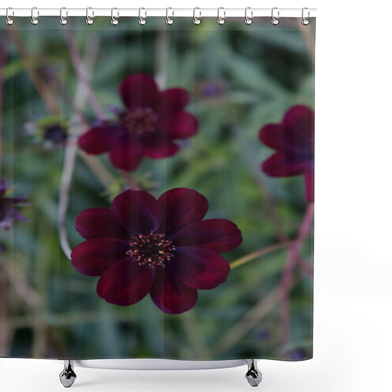 Personality  Close-up Of Cosmos Chocolate Flowers Against Green Grass Shower Curtains