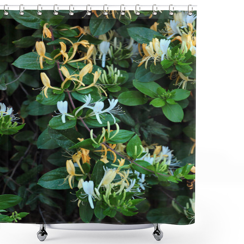 Personality  Honeysuckle, Or Lonicera Bush In Blossom At Spring Time Shower Curtains