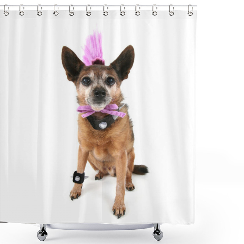 Personality  Chihuahua With Mohawk Punker Hairdo Shower Curtains