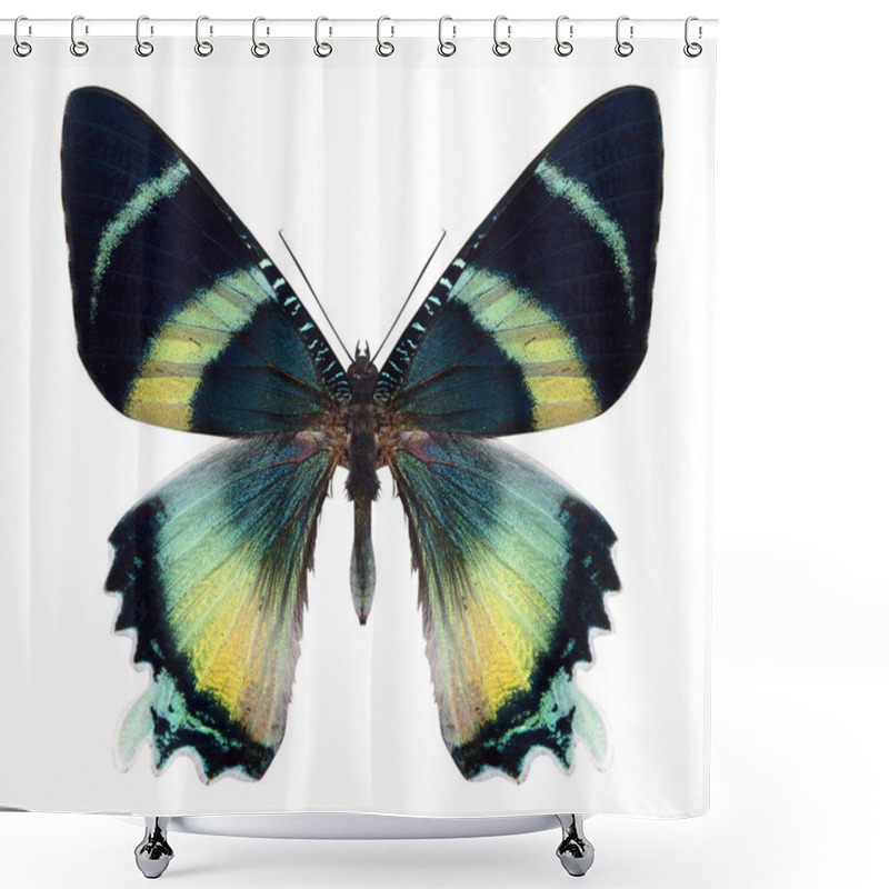 Personality  Beautiful Butterfly Isolated On White Shower Curtains